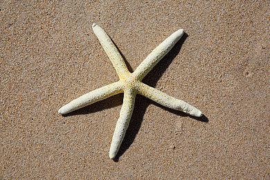 史克威尔艾尼克斯开设全新周边商店 售卖主题宠物用品